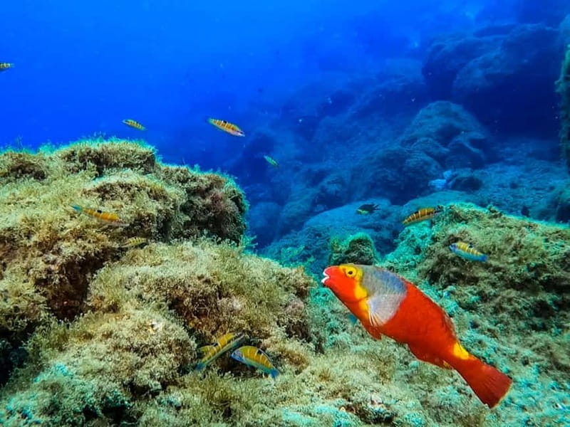 Costa Teguise: Guided 2-hour Snorkeling Tour for all levels - The Marine Life and Underwater Landscape