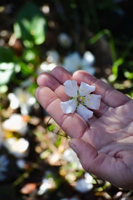 Cotignac: Botanical walk with a herbalist - FAQ
