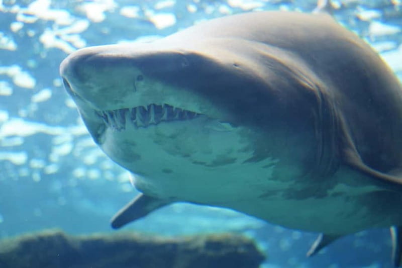 Cretaquarium Tour - Final Thoughts: Is Cretaquarium Worth It?