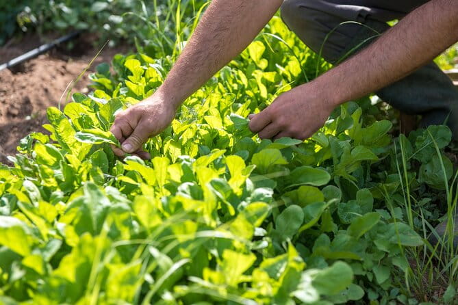 Culinary Agristory in Vathis - Kalymnos - Exploring the Details of the Kalymnos Culinary Experience