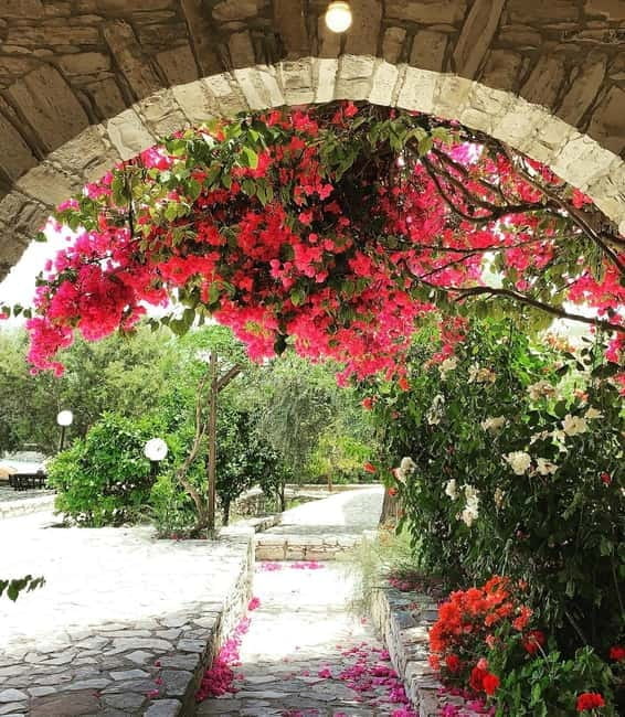 Cypriot Traditions and Donkey Adventures - Entering Cyprus’s Rural Heart at Golden Donkeys Farm