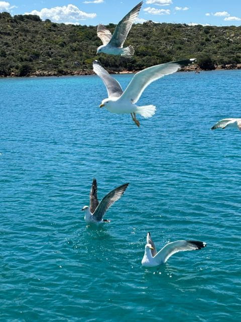 Da Palau:Tour in barca a vela nell'Arcipelago La Maddalena - The Itinerary: What You Can Expect