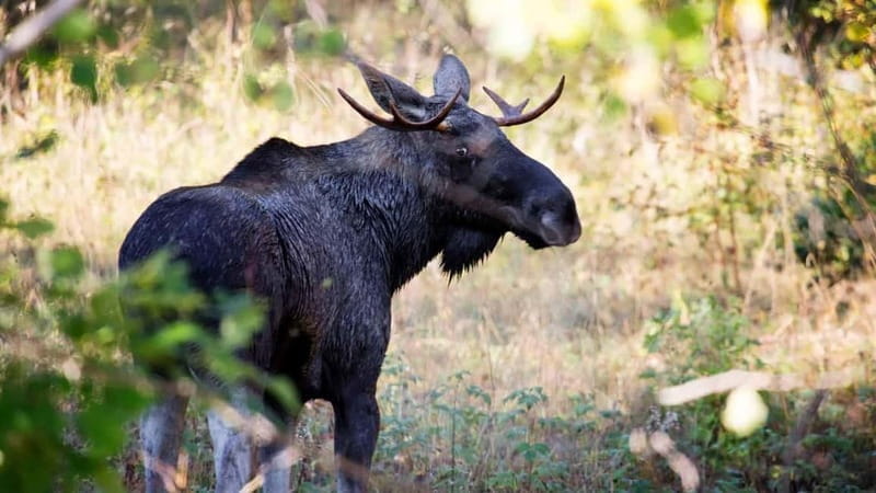 Dals Långed: Moose Park Guided Tour with Feeding - What the Guided Tour Entails