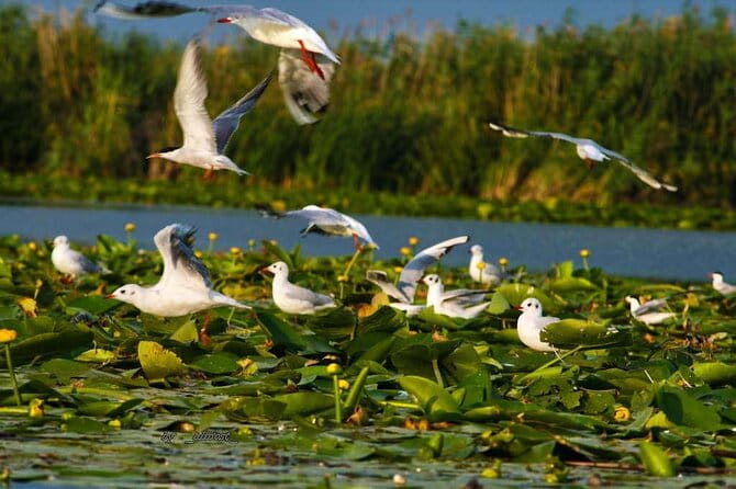 Danube Delta and Black See - 2 Days Private Tour from Bucharest - The Logistics and Practicalities: Comfort, Value, and Scheduling