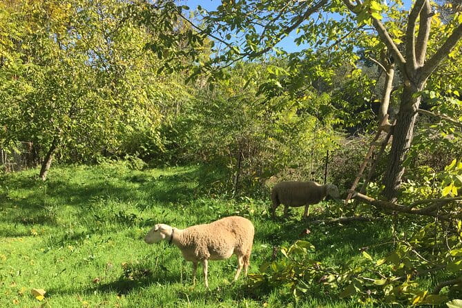 Delphi and Osios Loukas Byzantine Monastery - Price and Logistics