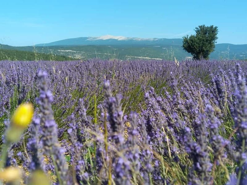departing from Avignon, Classic lavender tour - Exploring the Provençal Landscape: A Detailed Look