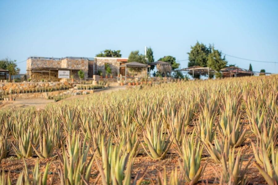 Discover Aloe: A Farm Walk & Workshop - Exploring the farm: What you’ll see and learn