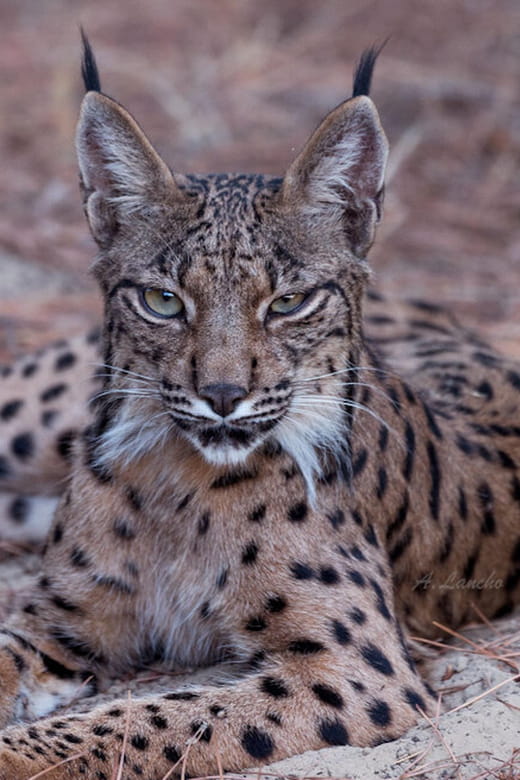 Discover Doñana & Iberian Lynx: Premium Nature Tour - Discovering Doñana & the Iberian Lynx: A Detailed Review