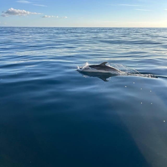 Discover Sardinia: Dolphin Watching and Capo Figari Tour - The Scenic Voyage to Isola di Figarolo