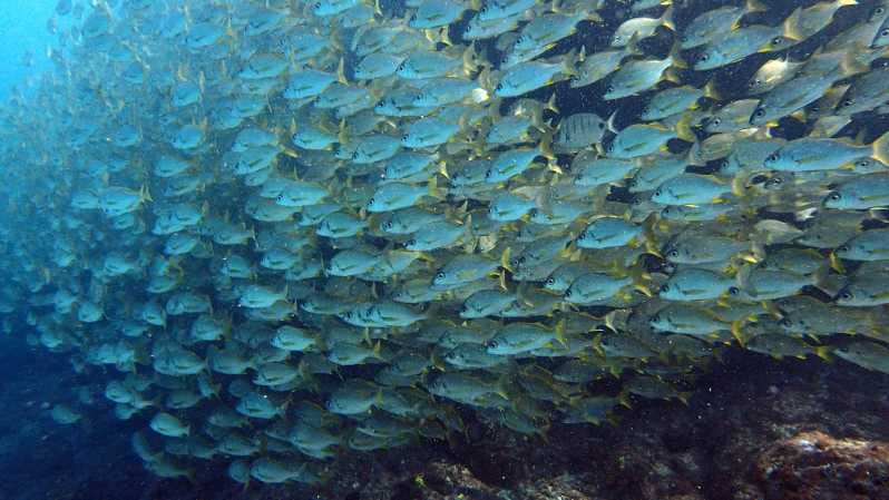 Discover Scuba Diving Experience - Getting to Know the Experience: From Preparation to Underwater Wonder