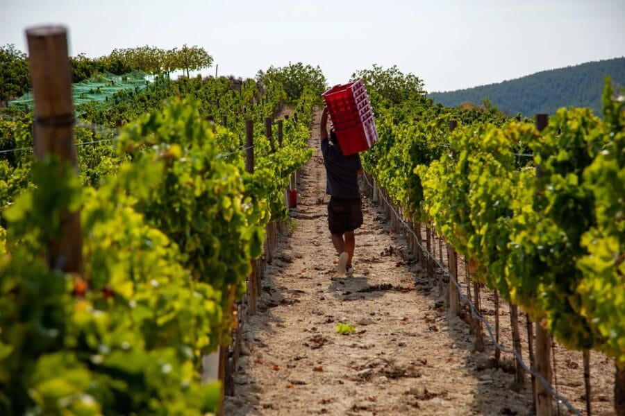 Discover the Essence of Ibizas rich wine culture - A Deeper Look at the Ibiza Winery Experience