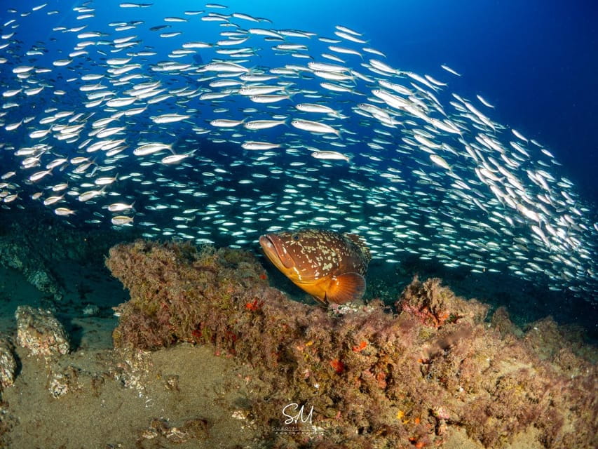 Diving baptism with 1 dive. - Who Will Love This Experience?