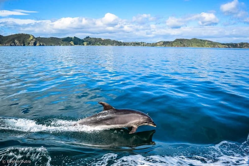Dolphin Island Full-Day Boat Trip from Side, Turkey - A Detailed Look at the Full-Day Experience