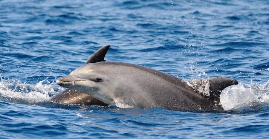Dolphin Kayak Safari at Sunset at Golfo Aranci - Guided Kayaking & Dolphin Watching