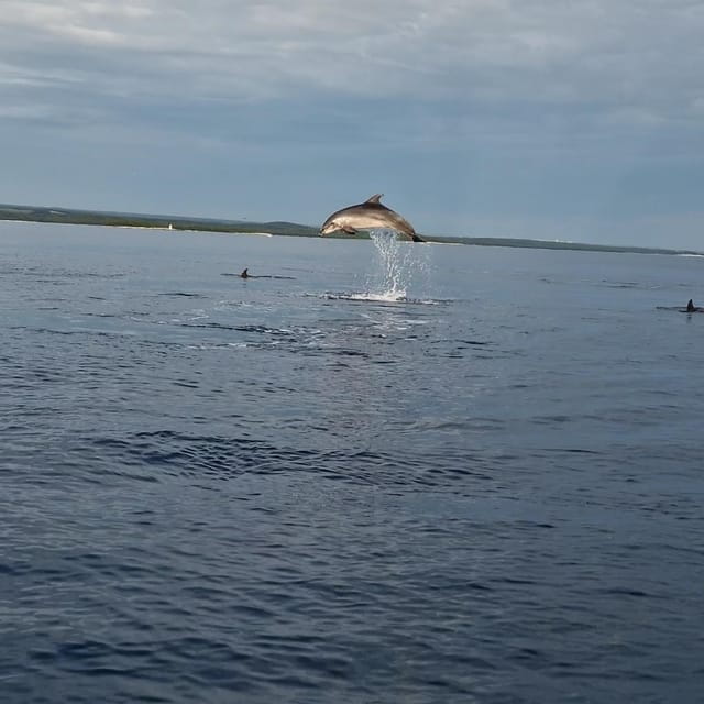 Dolphin private sunset tour Rovinj - Final Thoughts: Is It Right for You?