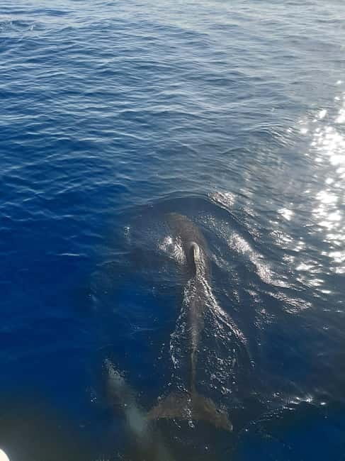 Dolphin watching in Estepona - A Detailed Look at the Dolphin Watching Experience in Estepona