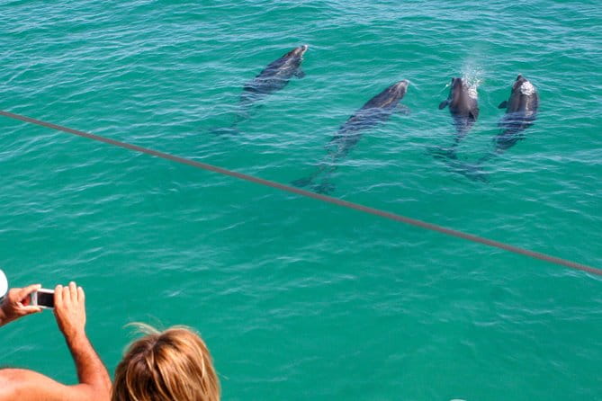 Dolphin Watching in the Wild - Half Day - The Sado River Boat Tour: Marine Encounters in the Wild