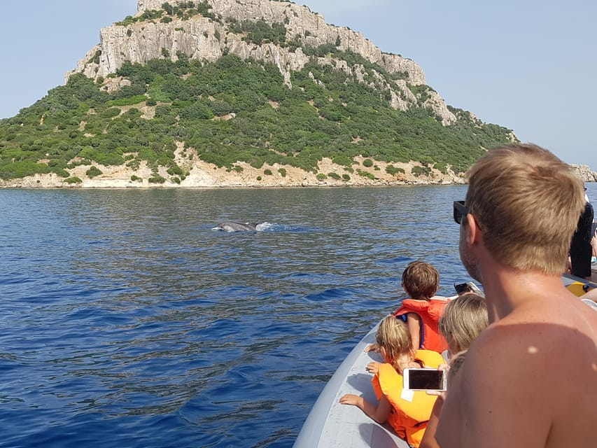 Dolphins: Dolphin Sightseeing Tour and Cape Figari By Dinghy - Wildlife and Scenic Highlights