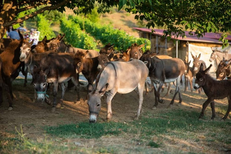 Donkey Farm and Lipa Cave Tour; Cave Crawling Donkey Calling - Price and Logistics