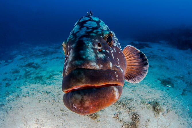 Double Dive Elba Island - Discovering Elbas Underwater Wonders