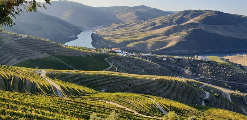 Douro Private Tour  Customizable Experience - Pricing and Value: What You’re Really Getting