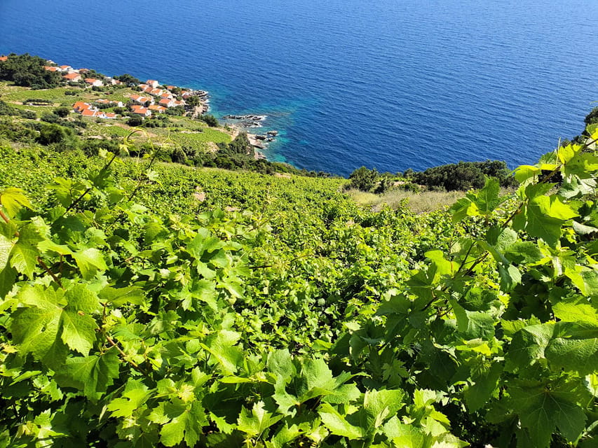 Dubrovnik Private Wine Tasting Tour To Peljesac - Exploring Ston’s History and Charm