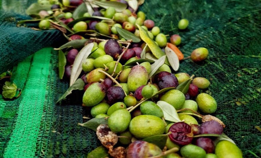 E.V.O. oil of lake Como + food pairings - The Food Pairings and Scenic Setting