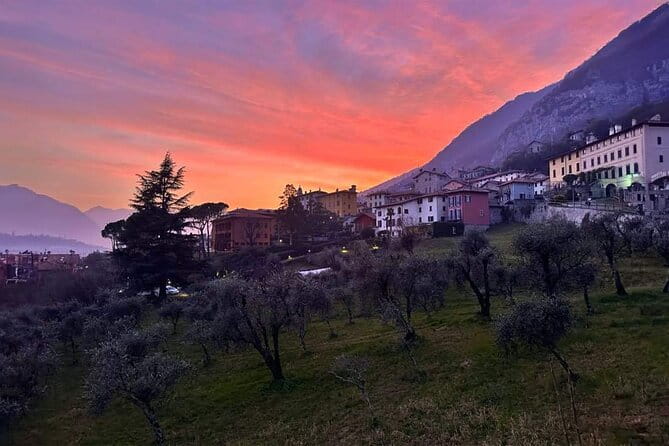 E.V.O. oil of Lake Como tasting+ food pairings - The Olive Grove Tour: A Closer Look at Olive Cultivation