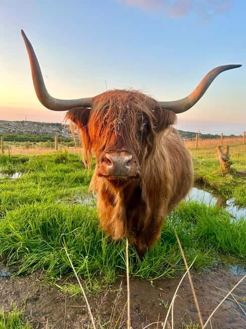 Edinburgh: Highland Cow, Blackness Castle, and Cake Tour - Highland Coos: Friendly Giants in a Picturesque Setting