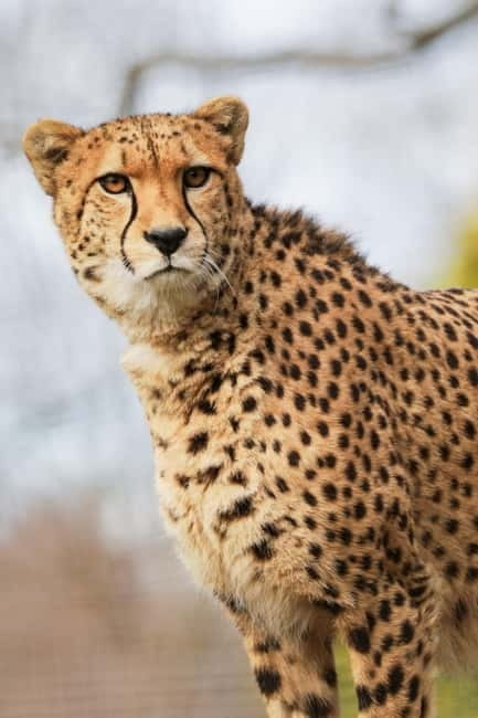 Edinburgh: Late Night Edinburgh Zoo Entry Ticket - Why You Should Consider This Experience