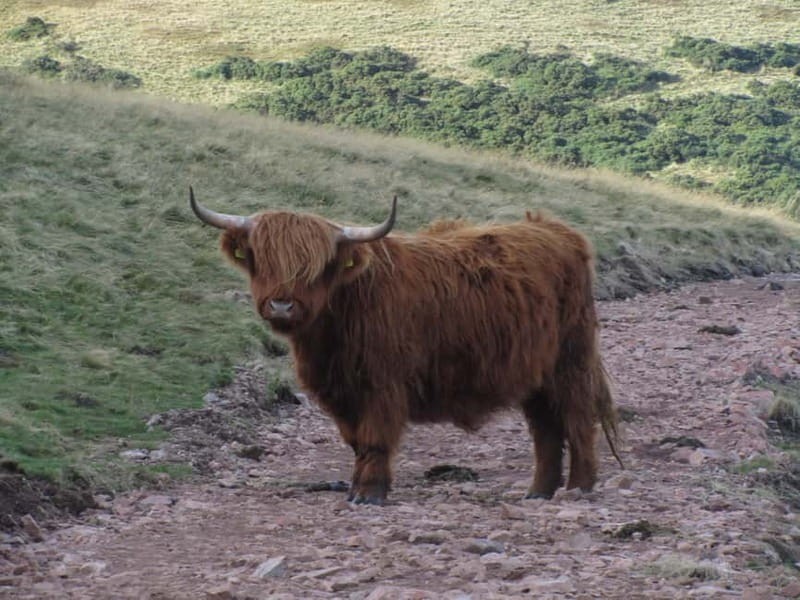 Edinburgh: Pentland Hills Guided Nature Hike - Final Thoughts