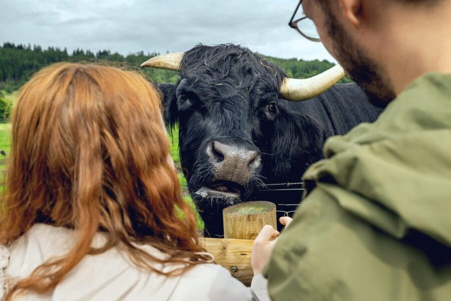 Edinburgh to Scottish Highlands: Whisky, Views & Hairy Coos - The Day in the Highlands: What You Can Expect