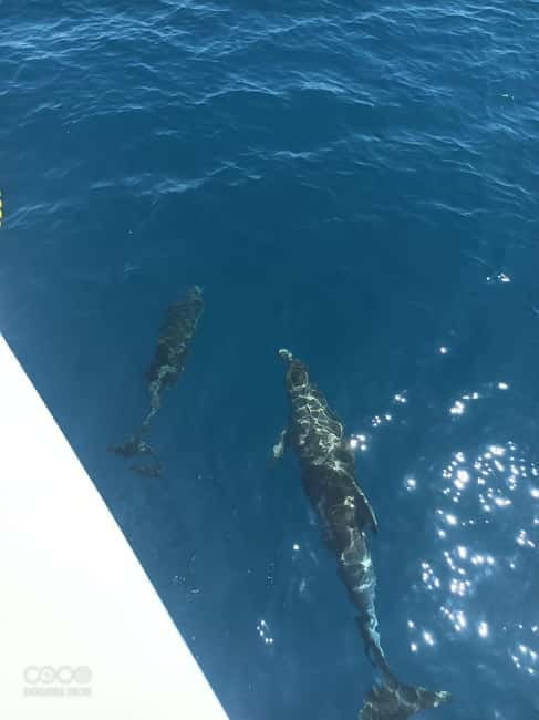 Elba Island boat trips - The Itinerary: From Sea Caves to Fetovaia Bay