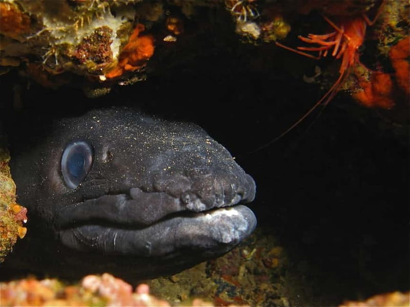 Elba Island: Double Dive with Instructor and Snacks - Pricing and Logistics