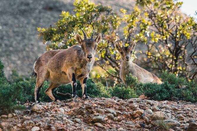 Elegant Private Picnic in Montserrat at 1100m Altitude - Logistics, Price, and Who Will Love It