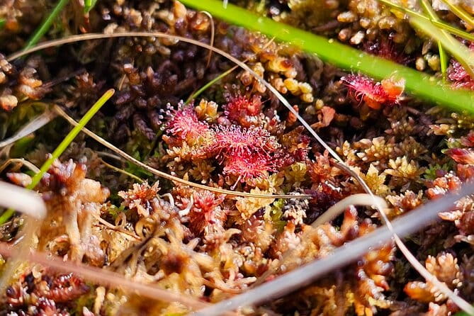 emeri Bogs Adventure: Explore Wetlands In Bog Shoes - The Unique Itinerary and What to Expect
