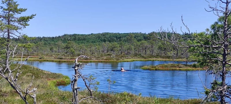 Escape from Tallinn  Hike, Swim, Forage & Cuddle Sled Dogs - How the Logistics Shape the Experience