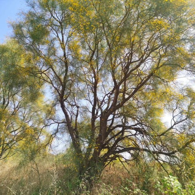 Etna Morning Tour, caves and craters - An In-Depth Look at the Mount Etna Morning Tour