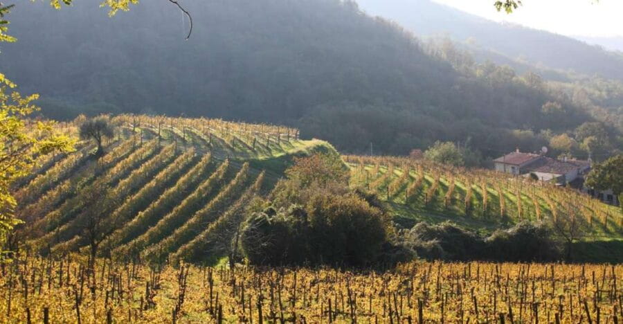 Euganean Hills Guided Wine Tour with Tasting From Padua - Entering Italy’s Volcanic Wine Country