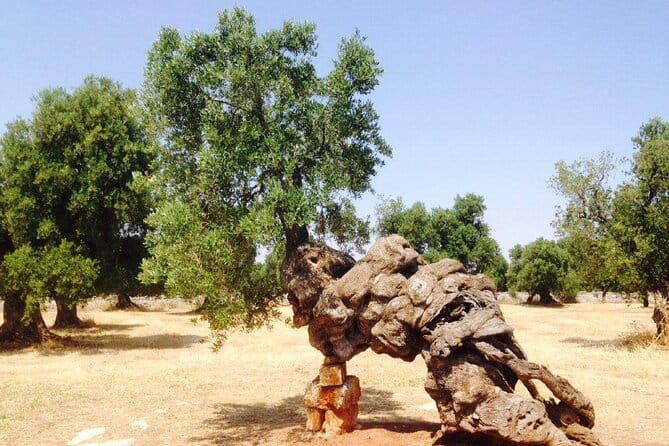 EVO Oil Tasting in Masseria in Ostuni - Who Would Love This Tour?