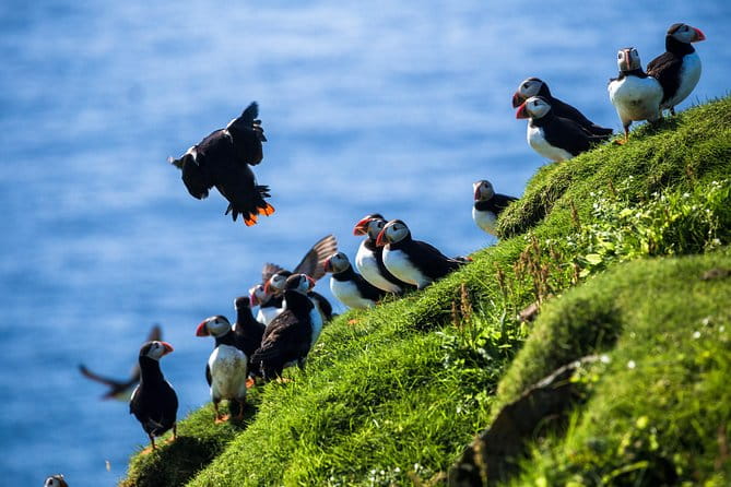 Exclusive Westman Islands Adventure - A Private Day Tour - Summary: Who Should Consider This Tour?