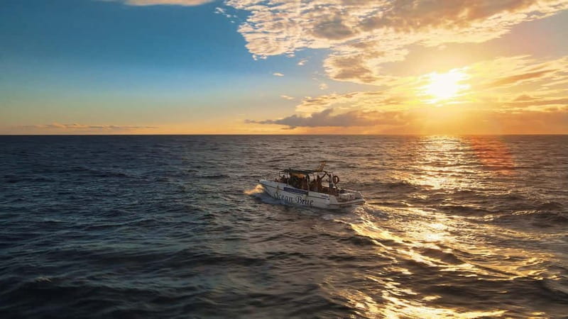 Excursion to see the whales - 3 Hours - What to Expect from This Tenerife Whale Watching Tour