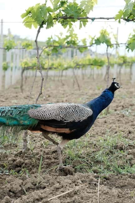 Experience Albanian Wine, daily tours from Durres - Who Will Love This Tour?