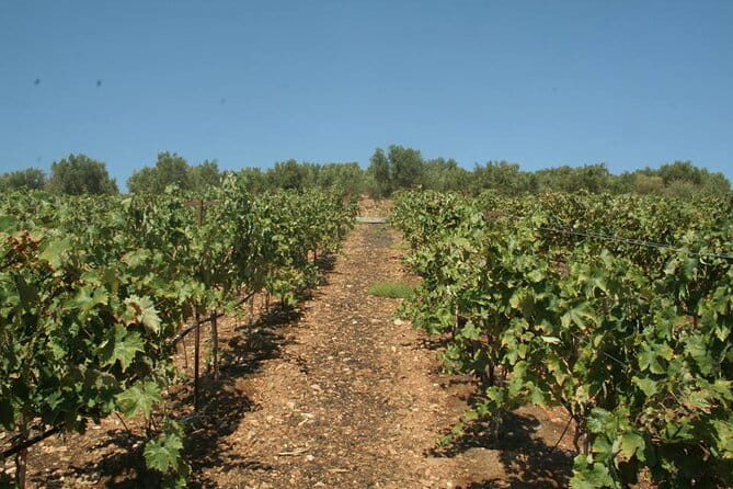 Explore the Secrets of Wine and Olives in Rethymno - The Sum Up: Who Should Consider This Tour?