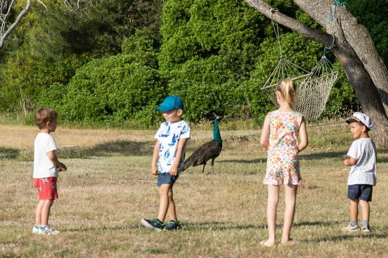 FAANA: PANORAMA NP BRIJUNI AND ISLAND JEROLIM SWIMMING STOP - The Jerolim Island Stop: A Beachside Retreat