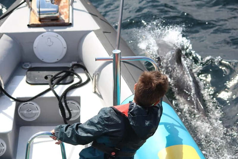 Falmouth: 2 Hour Wildlife Watching RIB Tour - Price and Logistics: Making the Most of Your Time
