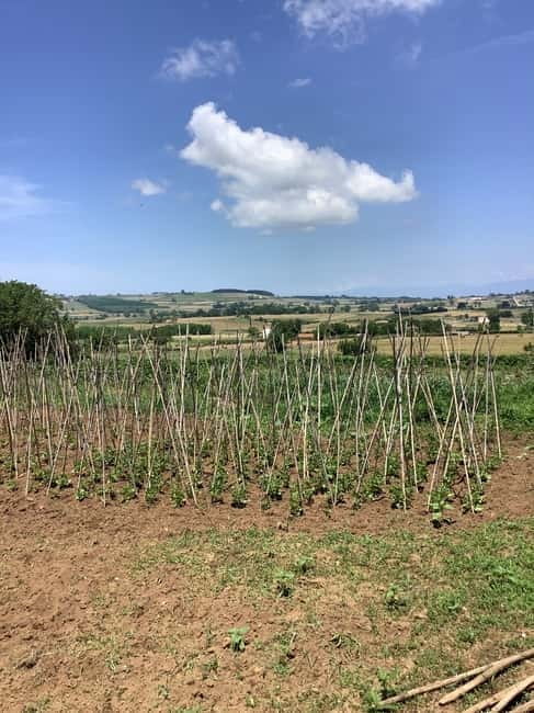 Farm-to-table Food Experience - Price and Logistics: What You Need to Know