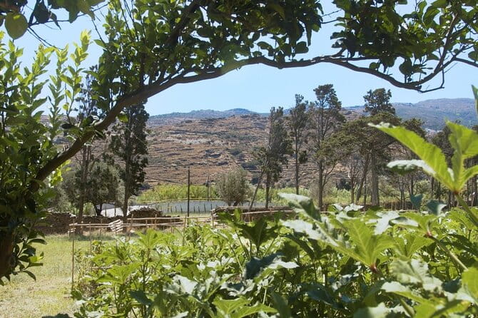 Farm to Table - Local Cooking Experience - Discovering Andros Through Food: A Deep Dive