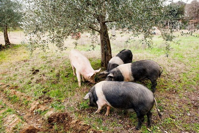 Farm Tour: the Cinta Senese Tuscan pig - The price and logistics: Is it worth it?