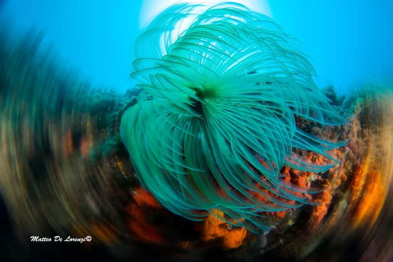 Favignana: Baptism of the sea - Scuba diving trial - Introduction to the Favignana Scuba Experience